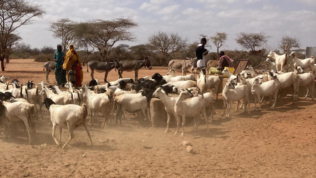 Samburu livestock scene