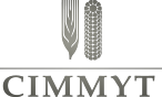 International Maize and Wheat Improvement Center (CIMMYT)