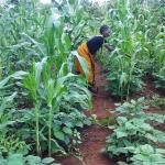 Farmer in Tanzania