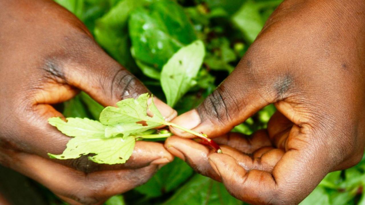 hands and leaves