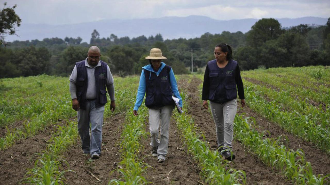 researchers in Mexico