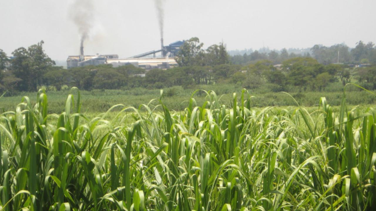 sugarcane field