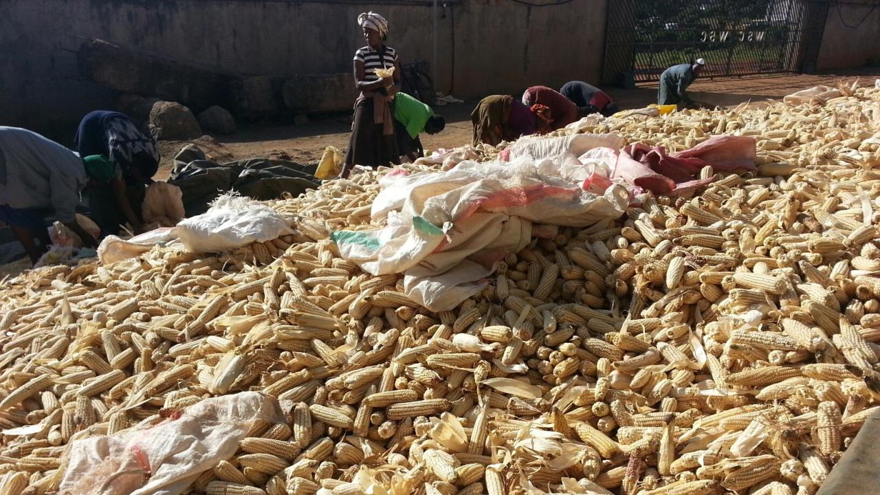 WSC maize