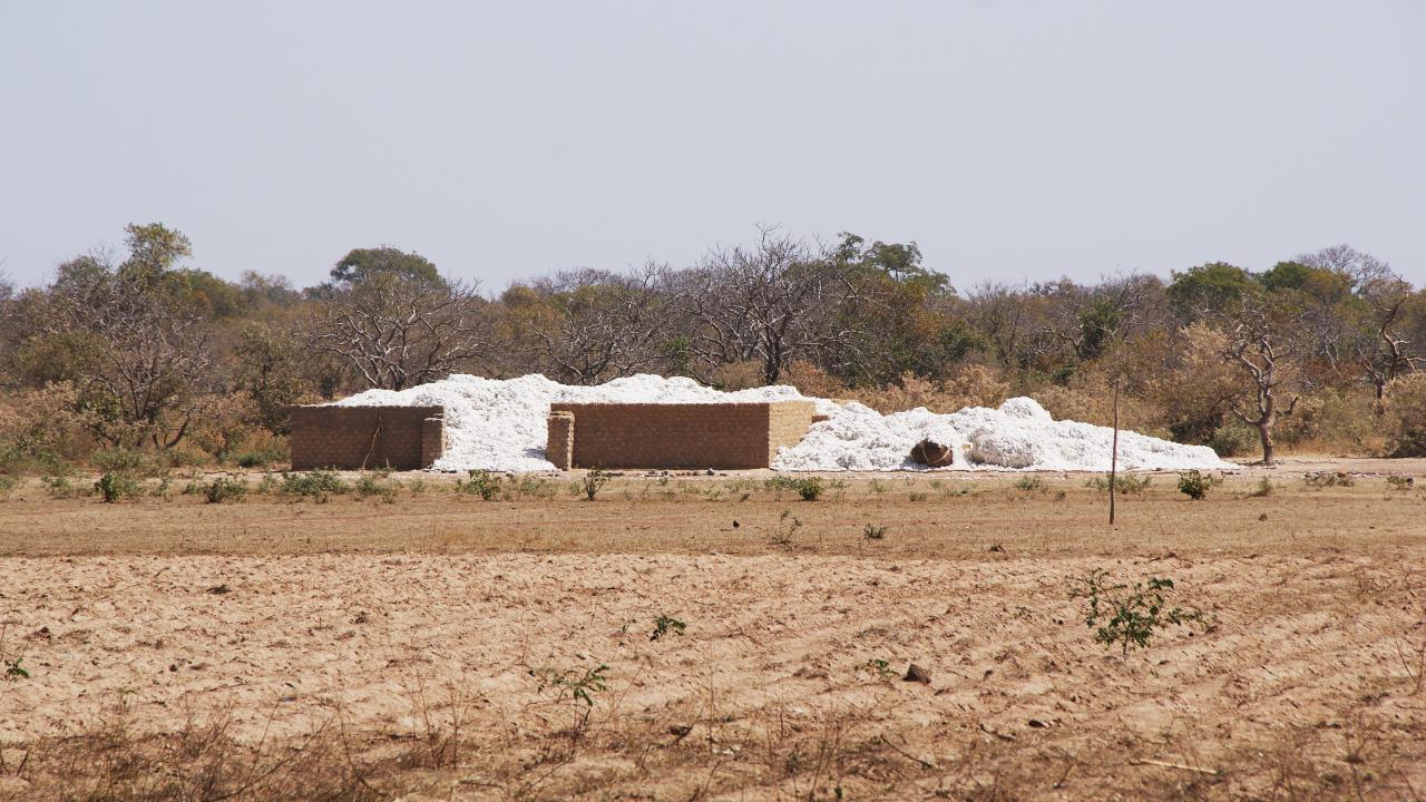 Cotton farm