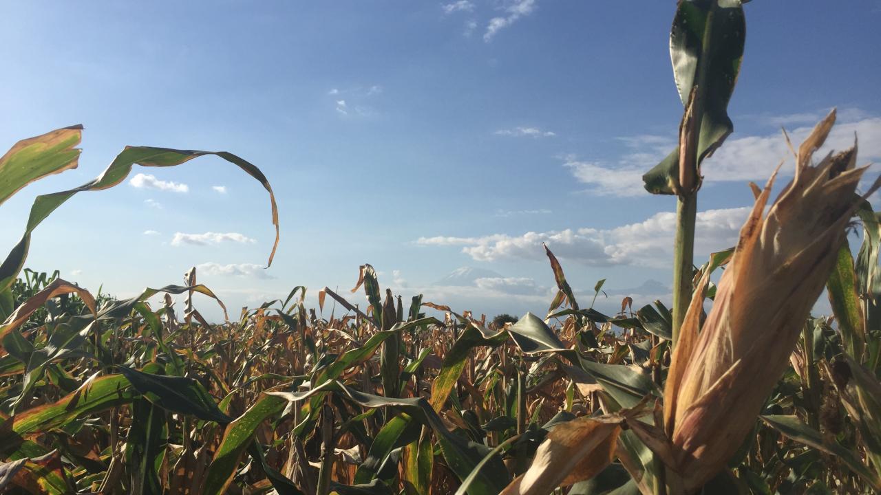 maize