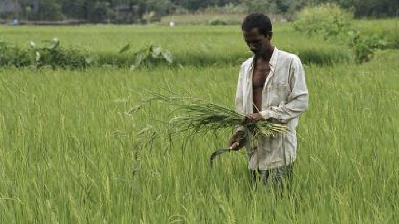 Scott Wallace/World Bank rice farmer
