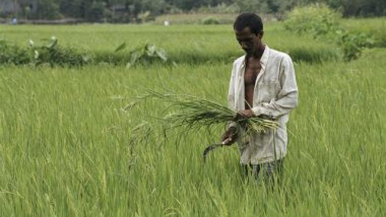 rice farmer