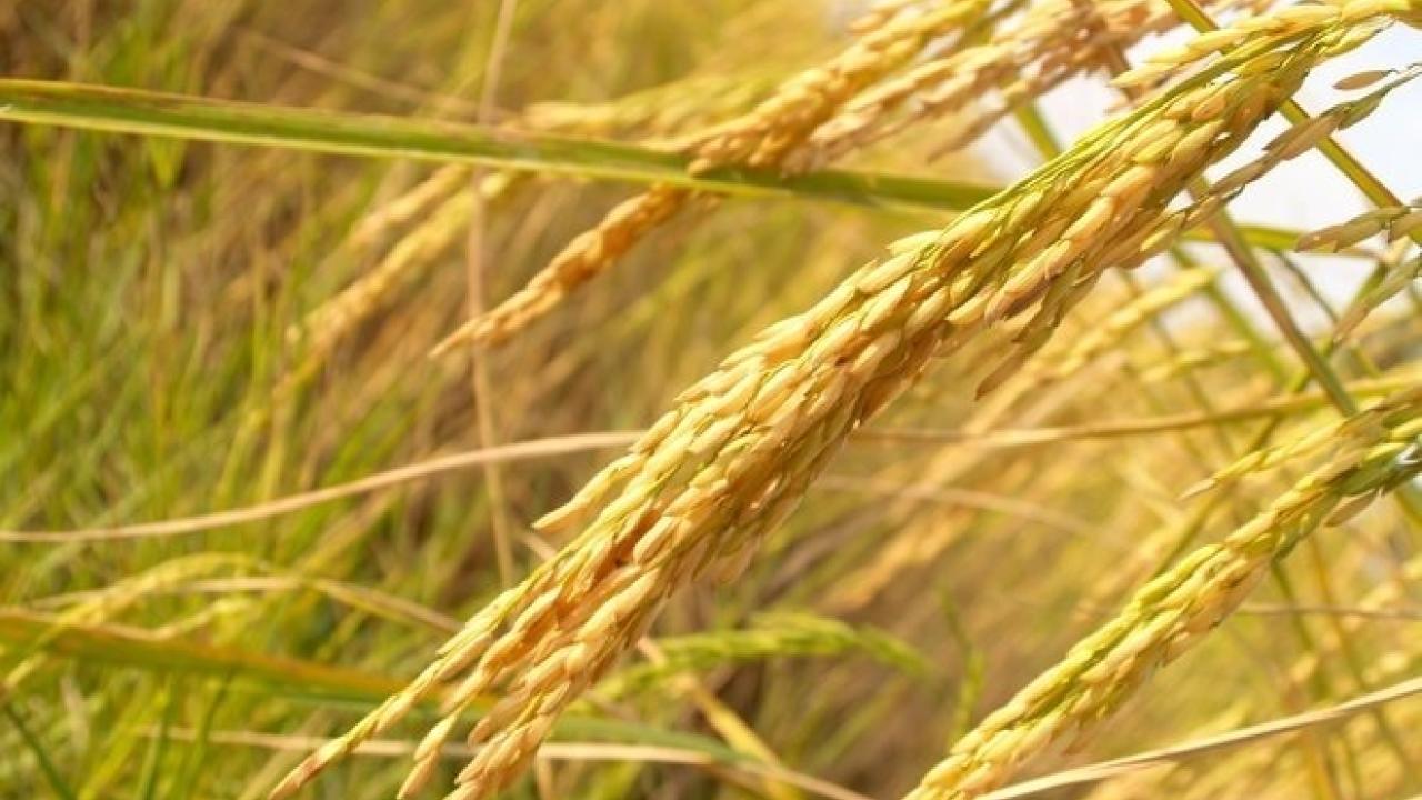 rice