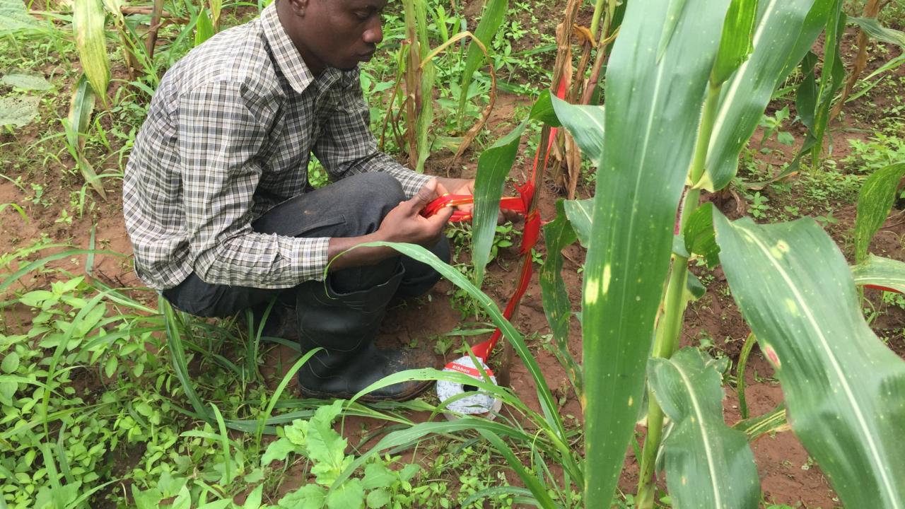 Maize farmer in Ghana