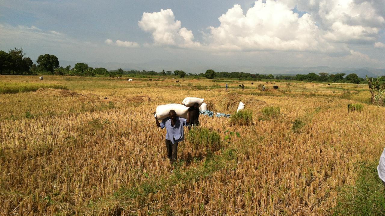 Rice farmers in Haiti