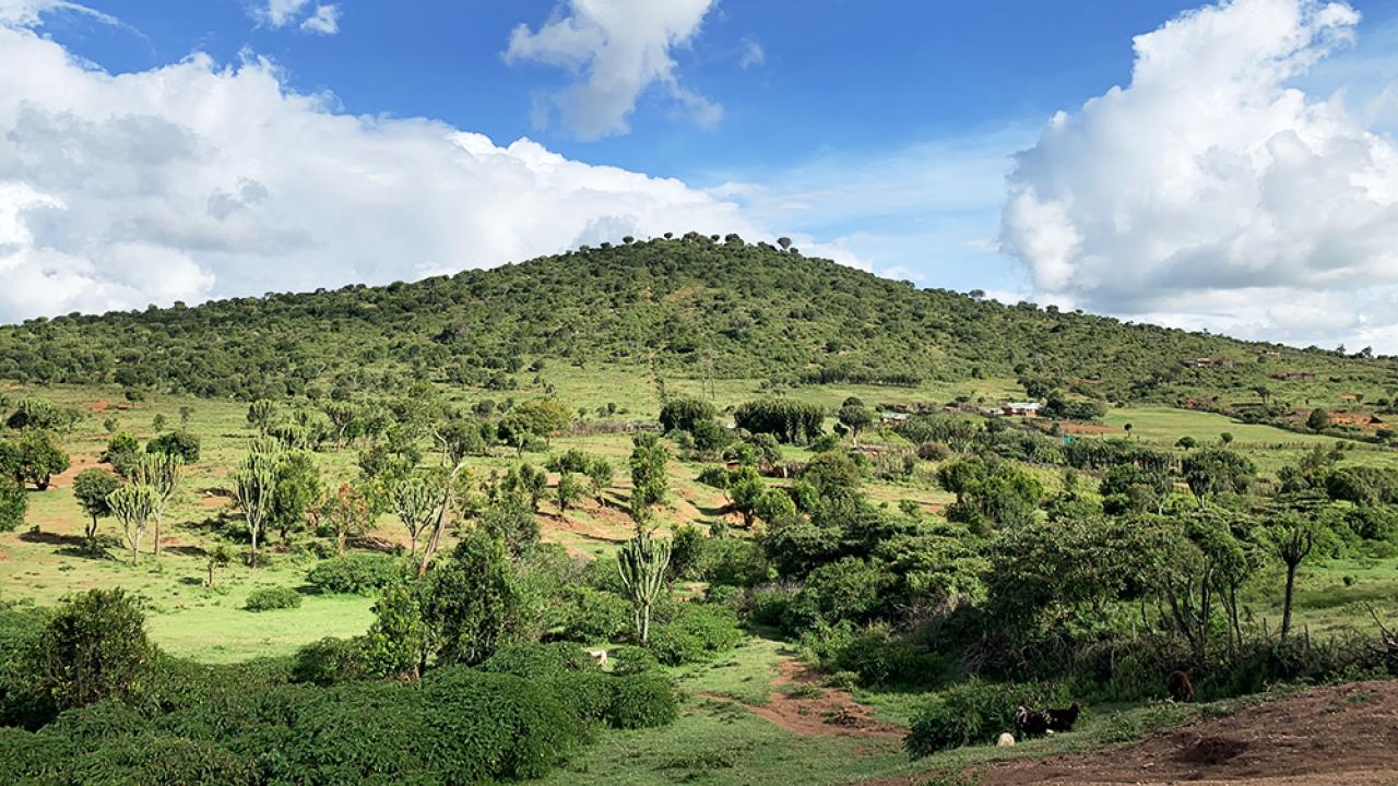 Pasture in Samburu, Kenya in November 2019 / Photo credit: Geyi Zheng Pasture in Samburu, Kenya in November 2019