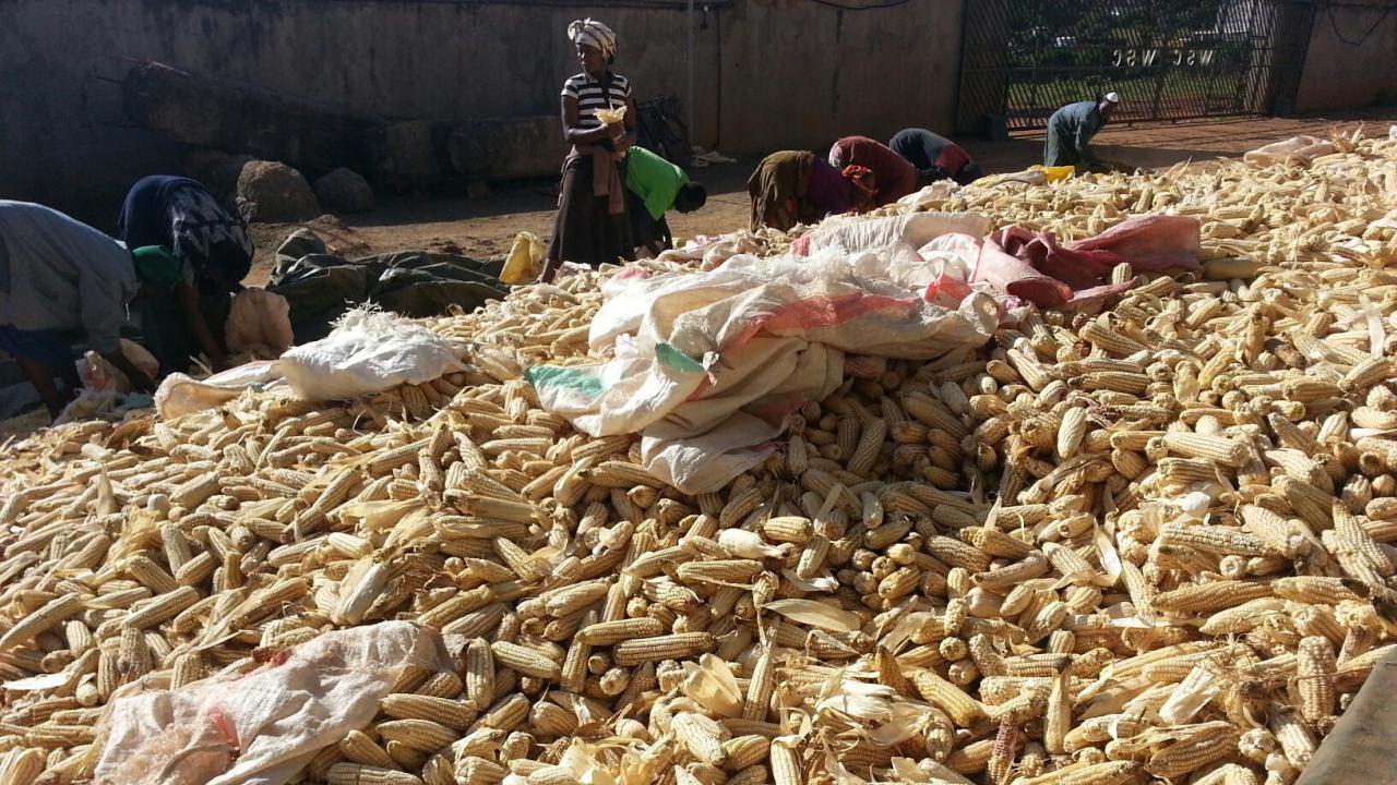 Photo credit: Emilia Tjernström Maize Kenya