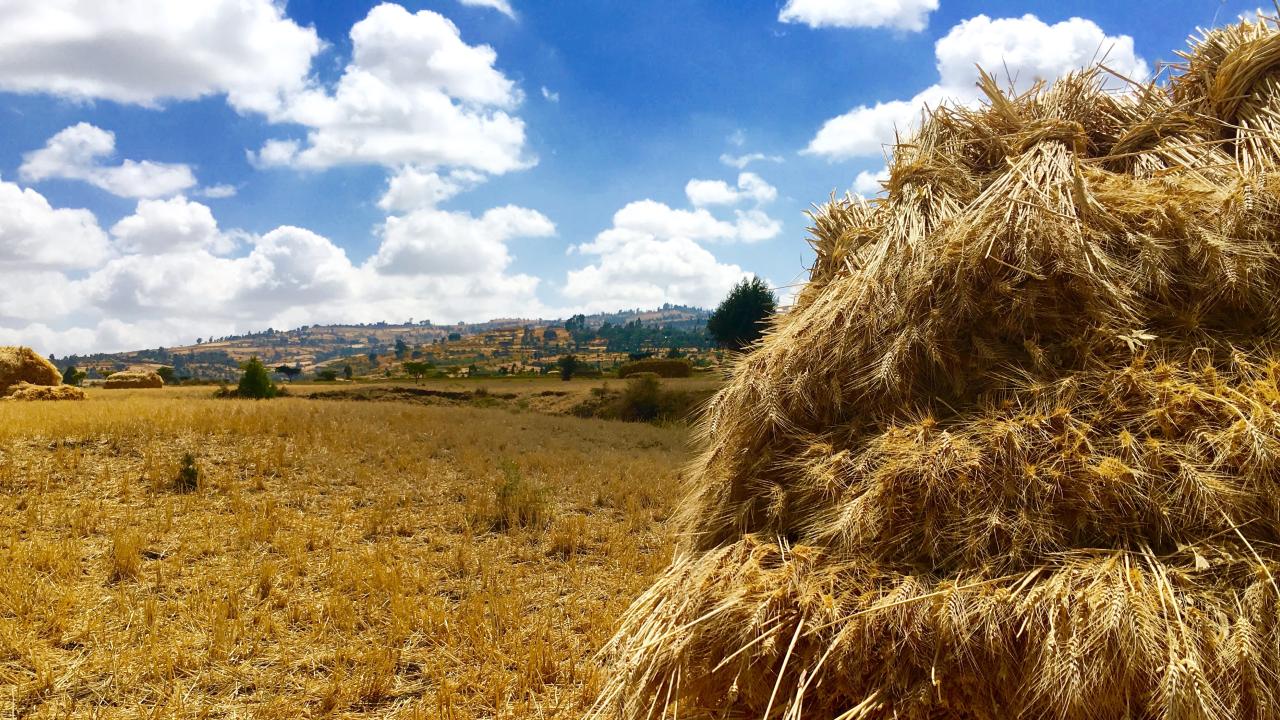 Teff field