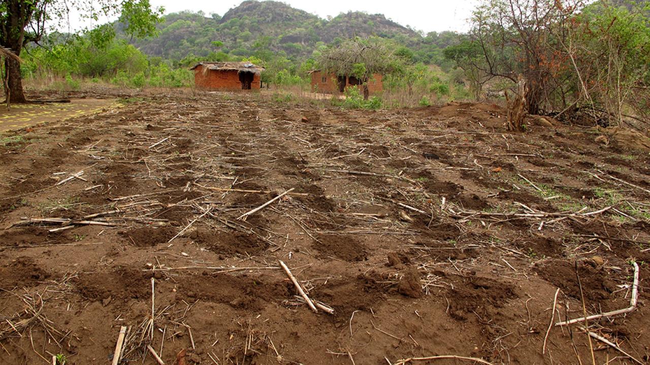 farm in Mozambique