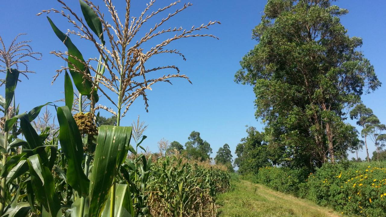 Kenya field