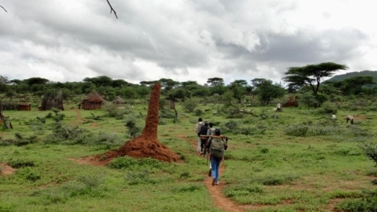 Enumerators walking in a fileld
