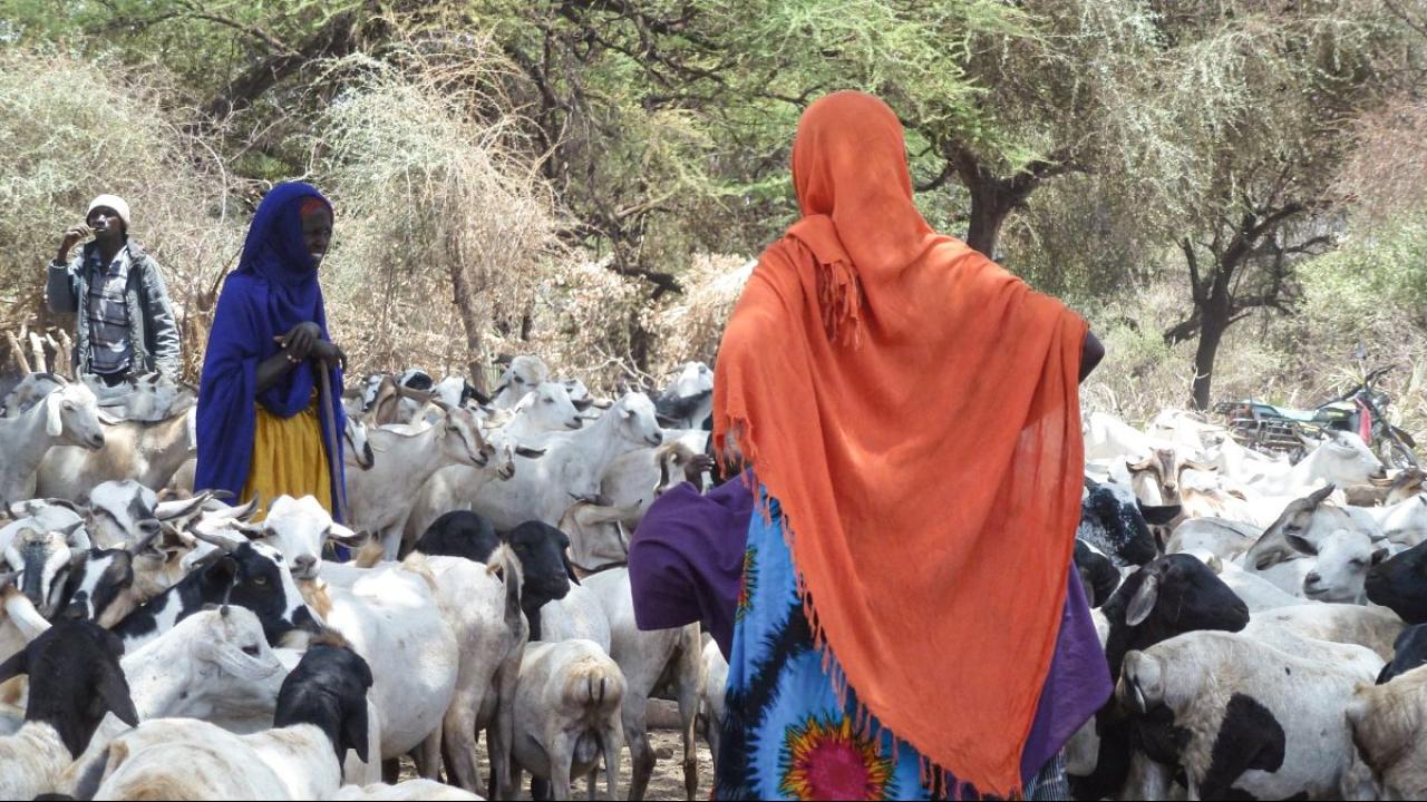 Borana