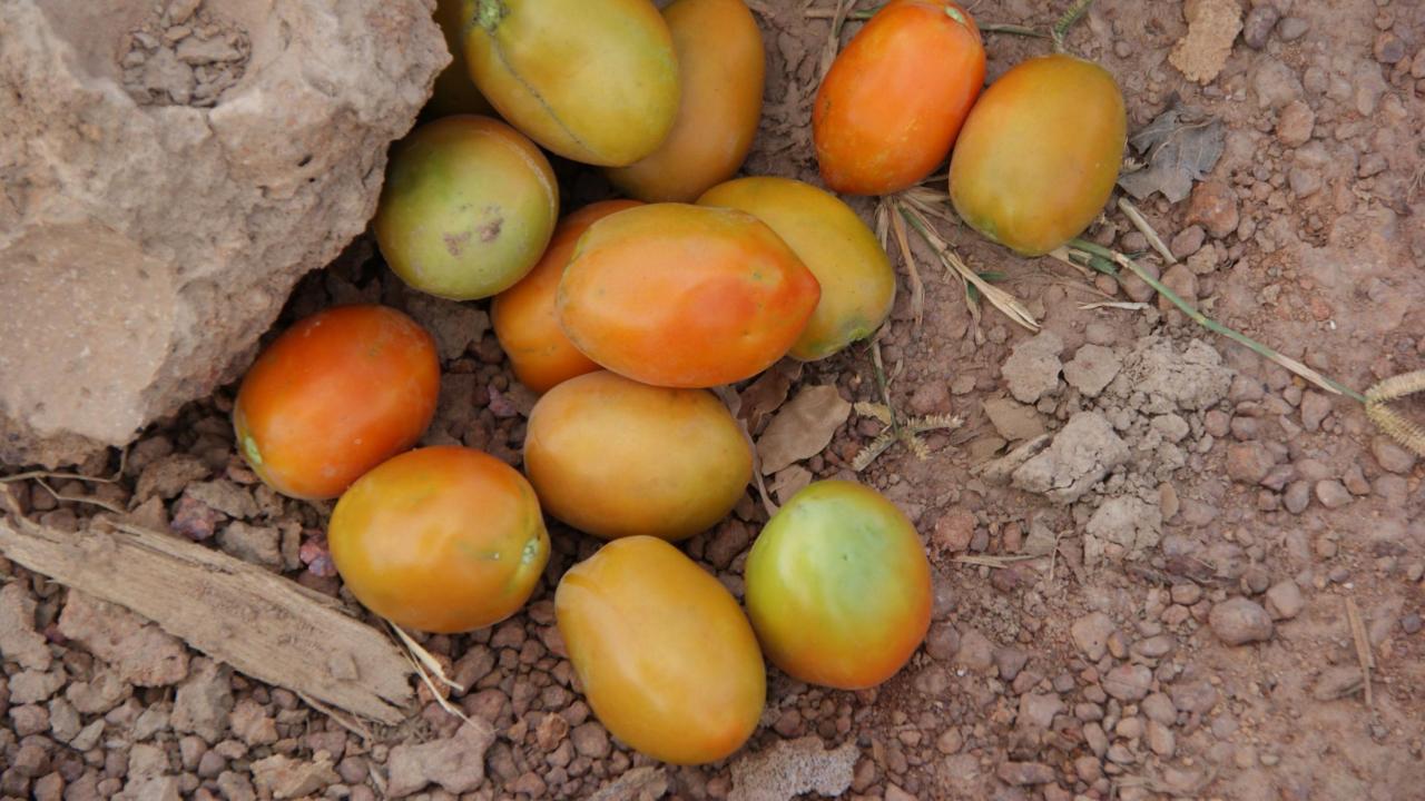 fruit on ground