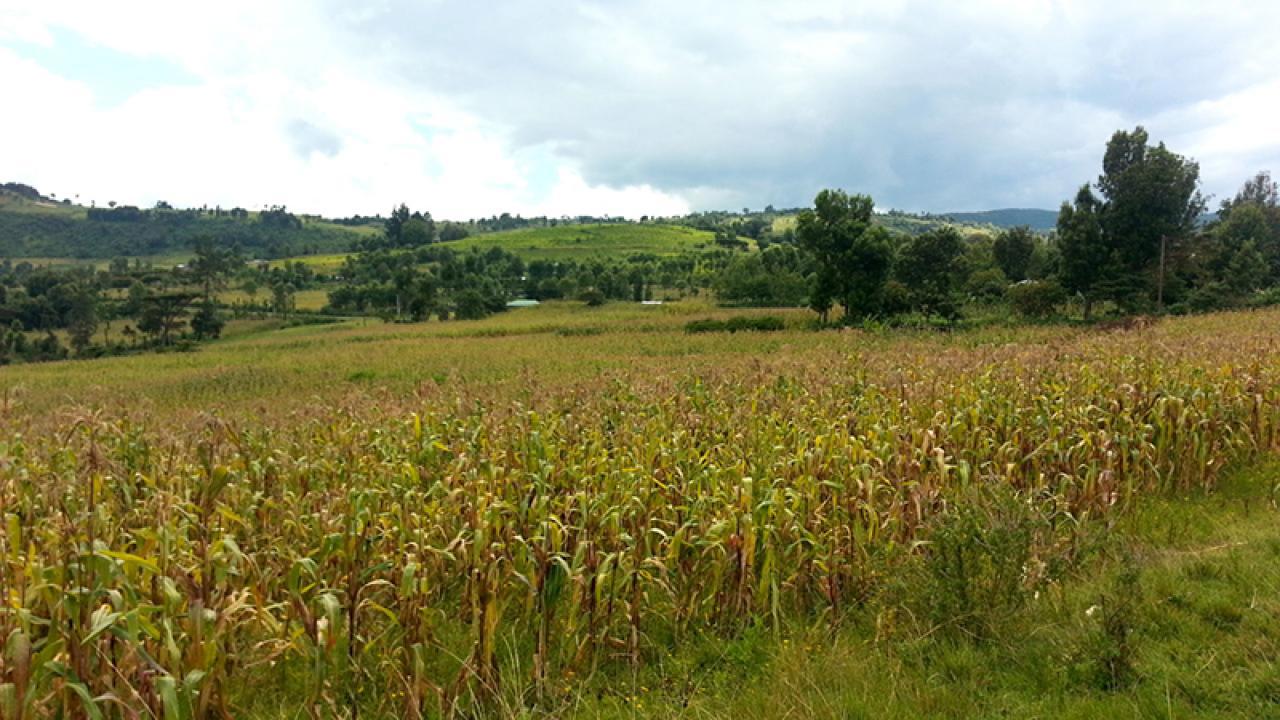 maize