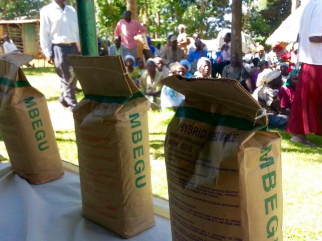 WSC maize seed