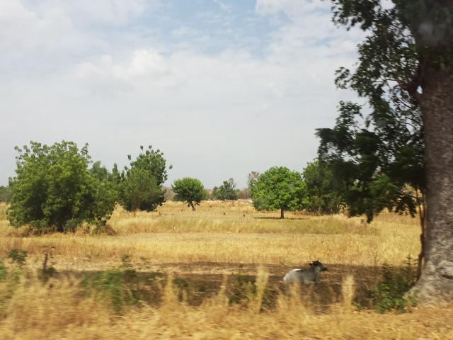 pasture in Ghana