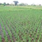 Farm in Tanzania