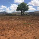 field in Tanzania