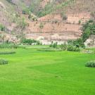 rice farm in Nepal