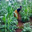 Woman Farming