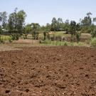 maize field in Kenya