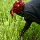 Planting rice