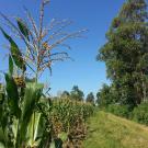 Kenya field